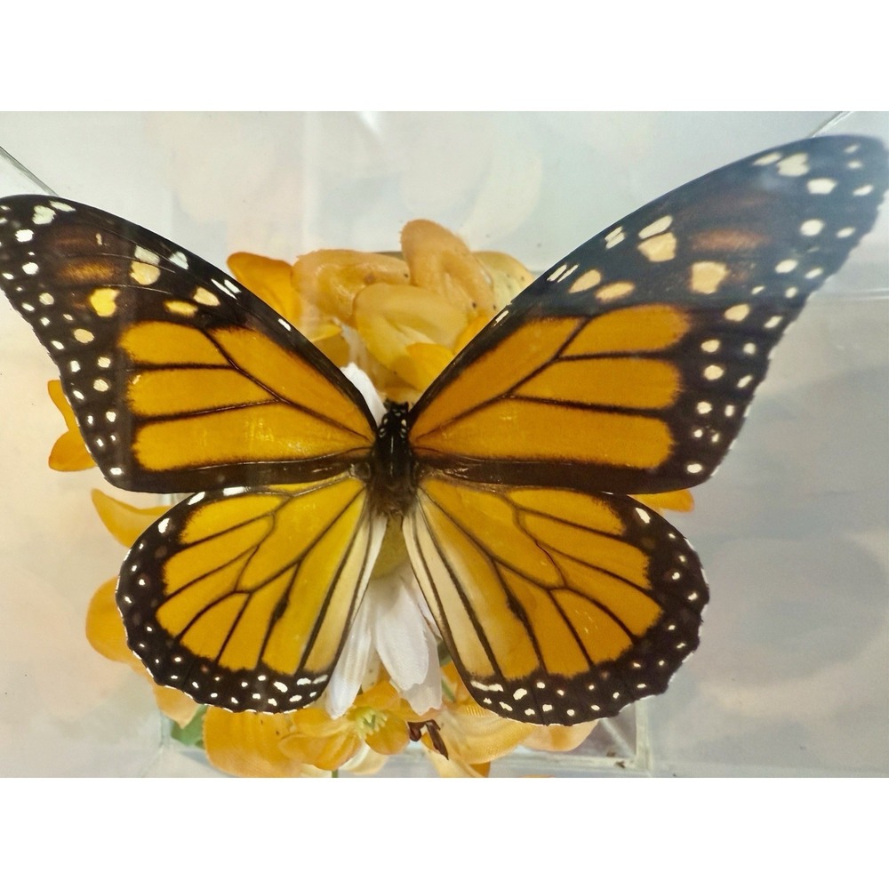 Vintage 1970s Real Monarch Butterfly Display Taxidermy Acrylic Case Decor - Picture 9 of 13